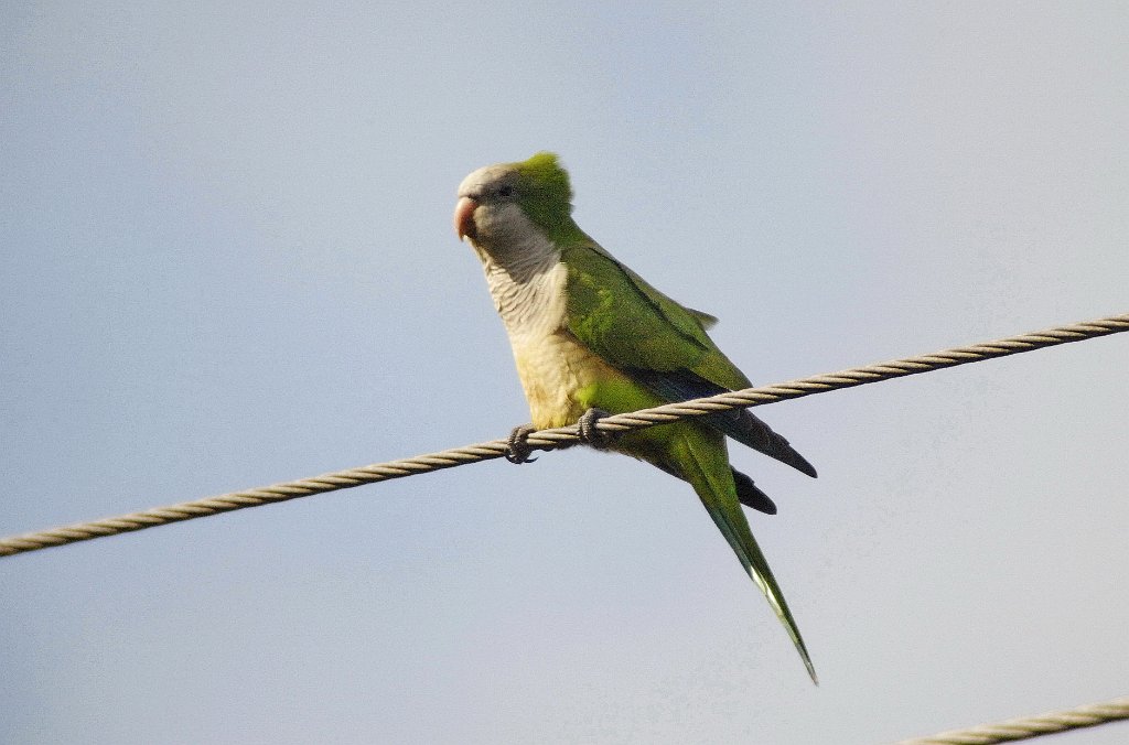 Parrot, Monk Parakeet, 2010-02069337 Tradewinds Park, FL.JPG - Monk Parakeet. Tradewinds Park, FL, 2-6-2010